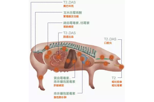 霉菌毒素的危害